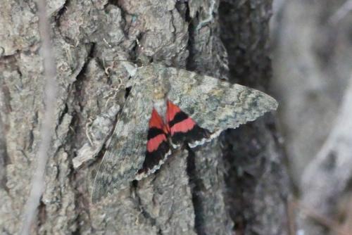 Réf. 266 490 : Catocala elocata